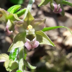 Photographie n°2315795 du taxon Epipactis helleborine (L.) Crantz [1769]