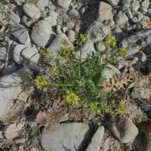Photographie n°2315809 du taxon Sisymbrium altissimum L. [1753]