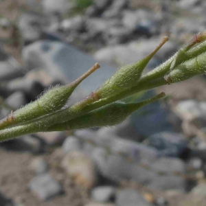 Photographie n°2315853 du taxon Rapistrum rugosum (L.) All. [1785]