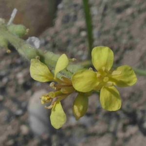 Photographie n°2315854 du taxon Rapistrum rugosum (L.) All. [1785]