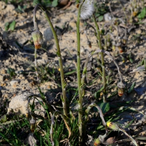 Photographie n°2315868 du taxon Tussilago farfara L. [1753]