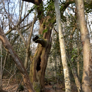 Photographie n°2315874 du taxon Castanea sativa Mill.