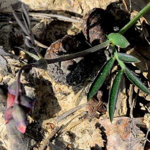 Photographie n°2315881 du taxon Lathyrus vernus (L.) Bernh.