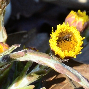 Photographie n°2315911 du taxon Tussilago farfara L. [1753]