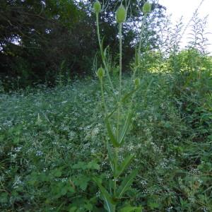 Photographie n°2315946 du taxon Dipsacus fullonum L. [1753]