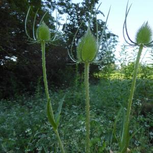 Photographie n°2315947 du taxon Dipsacus fullonum L. [1753]