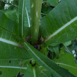 Photographie n°2315950 du taxon Dipsacus fullonum L. [1753]