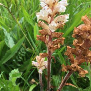 Photographie n°2316025 du taxon Orobanche alba Stephan ex Willd. [1800]