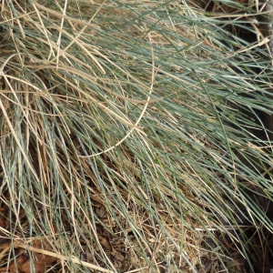 Photographie n°2316080 du taxon Poaceae