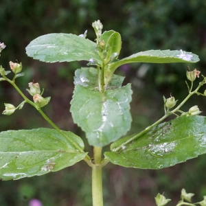 Photographie n°2316100 du taxon Veronica beccabunga L. [1753]