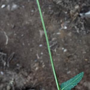 Photographie n°2316105 du taxon Stachys officinalis (L.) Trévis. [1842]