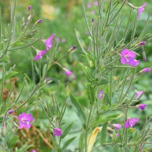 Photographie n°2316180 du taxon Epilobium hirsutum L. [1753]