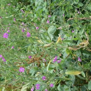 Photographie n°2316181 du taxon Epilobium hirsutum L. [1753]