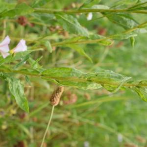 Photographie n°2316185 du taxon Erigeron annuus (L.) Desf. [1804]