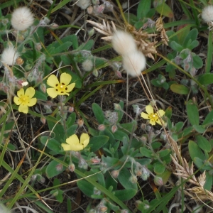 Photographie n°2316192 du taxon Tuberaria guttata (L.) Fourr. [1868]