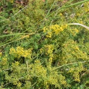 Photographie n°2316201 du taxon Galium verum L. [1753]