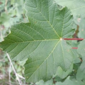 Photographie n°2316219 du taxon Acer pseudoplatanus L. [1753]