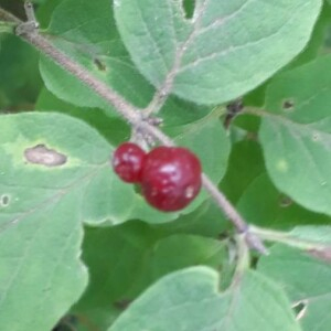Photographie n°2316222 du taxon Lonicera xylosteum L. [1753]