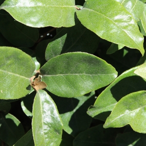 Photographie n°2316263 du taxon Elaeagnus x ebbingei Door.