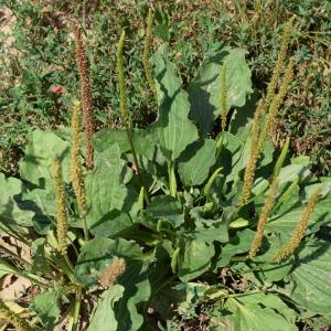 Photographie n°2316377 du taxon Plantago major L. [1753]