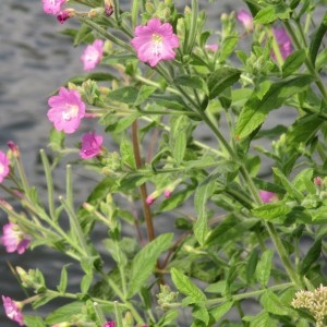 Photographie n°2316457 du taxon Epilobium hirsutum L.