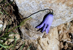 Françoise Carle, le  1 juillet 2011 (Simplon (Col du Simplon))