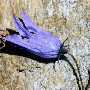 Photographie n°2316464 du taxon Campanula excisa Schleich. ex Murith [1810]