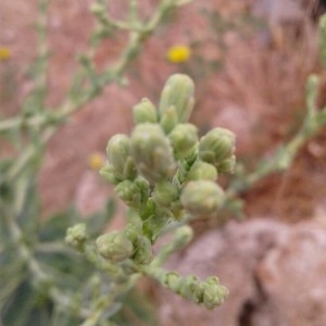 Photographie n°2316503 du taxon Lactuca serriola L. [1756]