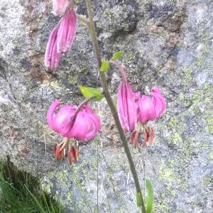 Photographie n°2316520 du taxon Lilium martagon L.