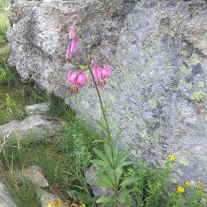 Photographie n°2316521 du taxon Lilium martagon L.