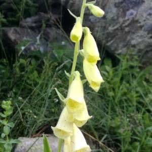 Photographie n°2316522 du taxon Digitalis grandiflora Mill. [1768]