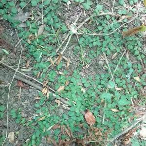 Photographie n°2316530 du taxon Lysimachia nummularia L. [1753]