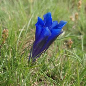 Photographie n°2316542 du taxon Gentiana alpina Vill. [1779]