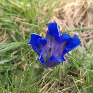 Photographie n°2316543 du taxon Gentiana alpina Vill. [1779]