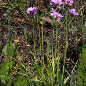 Photographie n°2316559 du taxon Allium roseum L.