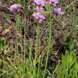 Photographie n°2316560 du taxon Allium roseum L.