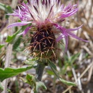 Photographie n°2316588 du taxon Centaurea sphaerocephala L. [1753]