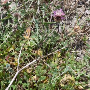 Photographie n°2316590 du taxon Centaurea sphaerocephala L. [1753]