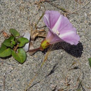 Photographie n°2316602 du taxon Convolvulus soldanella L.