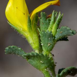 Photographie n°2316626 du taxon Ononis variegata L. [1753]