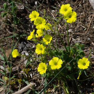 Photographie n°2316635 du taxon Oxalis pes-caprae L.