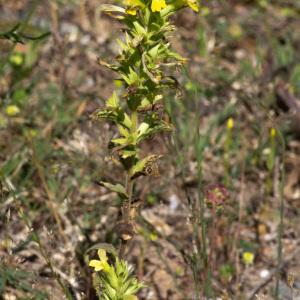 Photographie n°2316638 du taxon Parentucellia viscosa (L.) Caruel