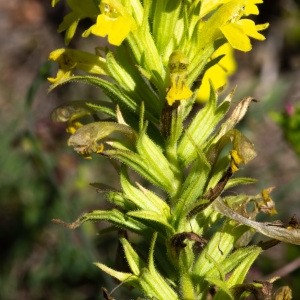 Photographie n°2316639 du taxon Parentucellia viscosa (L.) Caruel