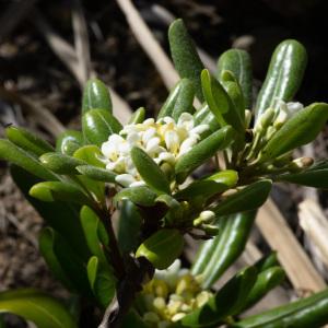 Photographie n°2316640 du taxon Pittosporum tobira (Thunb.) W.T.Aiton