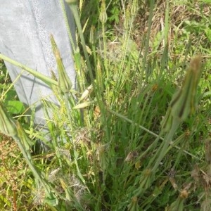 Photographie n°2316723 du taxon Tragopogon pratensis L. [1753]