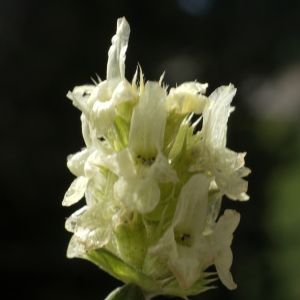 Photographie n°2316728 du taxon Sideritis hyssopifolia L. [1753]