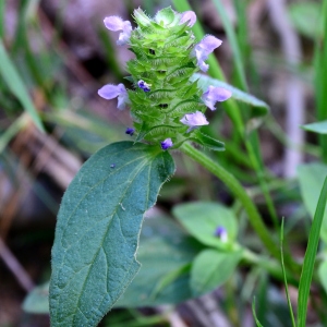 Photographie n°2316745 du taxon Prunella vulgaris L. [1753]