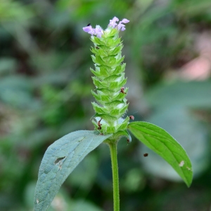 Photographie n°2316747 du taxon Prunella vulgaris L. [1753]