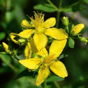 Photographie n°2316754 du taxon Hypericum perforatum L. [1753]