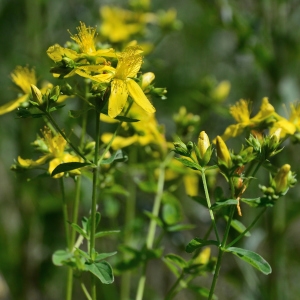 Photographie n°2316755 du taxon Hypericum perforatum L. [1753]